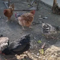 مرغ و خروس|حیوانات مزرعه|گلپایگان, |دیوار