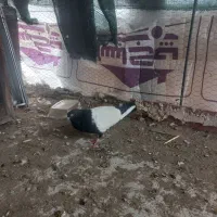 نر سینه سیاه|پرنده|تهران, شهرک آزمایش|دیوار