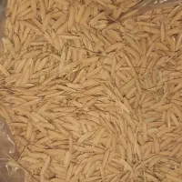 تخم جو هاشمی درجه یک