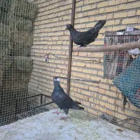 کفتر پلاکی جفتی وشهری|پرنده|شیراز, سلطان آباد|دیوار