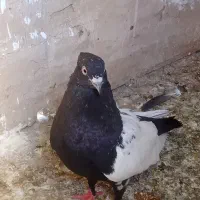 کبوتر سینه سیاه