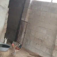 مرغ و خروس