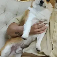 گمشده