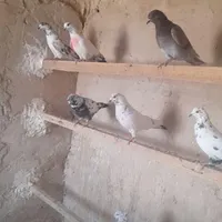 کفتر گرفتنی|پرنده|قم, شاه سید علی|دیوار