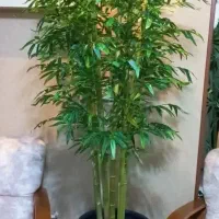 حراج درختچه مصنوعی وارداتی لمسی چرمی قیمت قبل