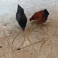 مرغ تخم گذار|حیوانات مزرعه|نسیمشهر, |دیوار