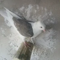 جفت دوکت یا پشتی جفت سفید اراکی با ی جوجه