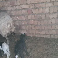 میش دوقلو زا