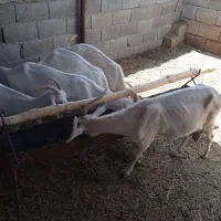 بز سانن دورگ دوبر چپش