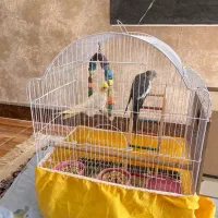 فروش عروس هلندی نر و ماده|پرنده|آزادشهر, |دیوار