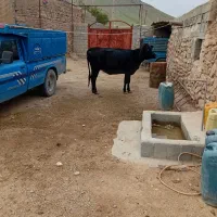 گاو|حیوانات مزرعه|انزل, |دیوار
