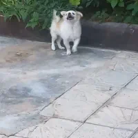 سگ توله پامر دستی وبازیگوش