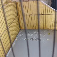 قناری|پرنده|کرمان, |دیوار