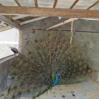 طاووس هندی