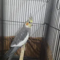 عروس هلندی نر