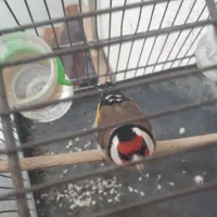 سهره|پرنده|فسا, |دیوار