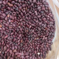 لوبیا قرمز و چیتی