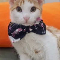 واگذاری گربه دی اس اچ نر