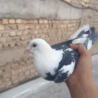 کفتر|پرنده|قم, شهرک امام حسن|دیوار