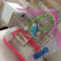 یک جفت طوطی کوتوله برزیلی|پرنده|رفسنجان, |دیوار