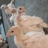 جو جه . بو قلمو ن . یک ماهه. نژاد بیو تی