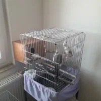 جفت عروس هلندی آلبینوباسه عددجوجه