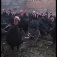 فروش بوقلمون برنزوبوربون ۶ماهه