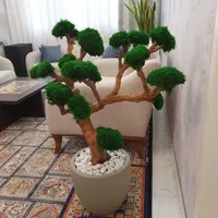 درخت جاودان
