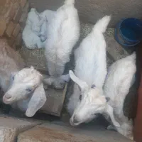 بز  آبست محلی جوانه