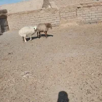 گوسفند|حیوانات مزرعه|سده (خراسان جنوبی), |دیوار