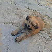 سگ شیتزو پشمالو نر|سگ|کاشمر, |دیوار