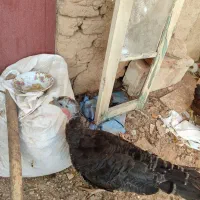 یک عدد بوقلمون ماده