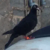 پرنده|پرنده|تایباد, |دیوار