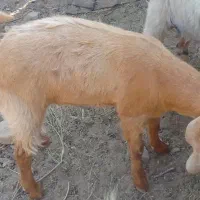 برو|حیوانات مزرعه|زابل, |دیوار