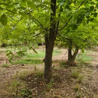 خرید درخت گردو چوب|خدمات باغبانی و درختکاری|یاسوج, |دیوار