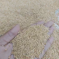 ارزن ایرانی