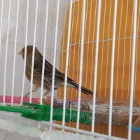 قناری نر مست خون