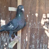 کبوتر کفتر ماده سرک سیاه شهری