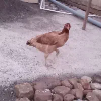 مرغ لاری|حیوانات مزرعه|سیجوال, |دیوار