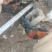 مرغ و خروس محلی