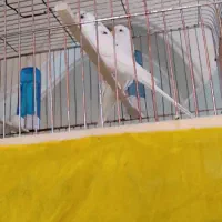 جفت مرغ عشق البینو معاوضه بامرغ‌ عشق سبز یا عروس