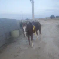 اسب|اسب و تجهیزات اسبسواری|خمک, |دیوار