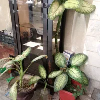 گل دیفن باخی|گل و گیاه طبیعی|کرمانشاه, |دیوار