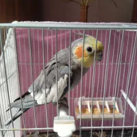 عروس هلندی دستی سخنگو