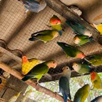 طوطی برزیلی جم