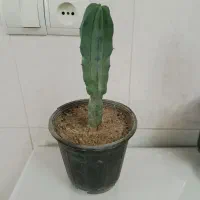 همه کاکتوسها باهم ۱۹۵ تومن|گل و گیاه طبیعی|مراغه, |دیوار