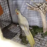 عروس هلندی لوتینو چشم شرابی