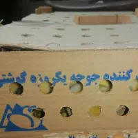 فروش جوجه گوشتی راس 308|حیوانات مزرعه|سیرجان, |دیوار