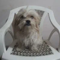 سگ شیتزو.تریر