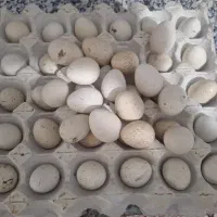تخم مرغ نژآد دار نطفه دار